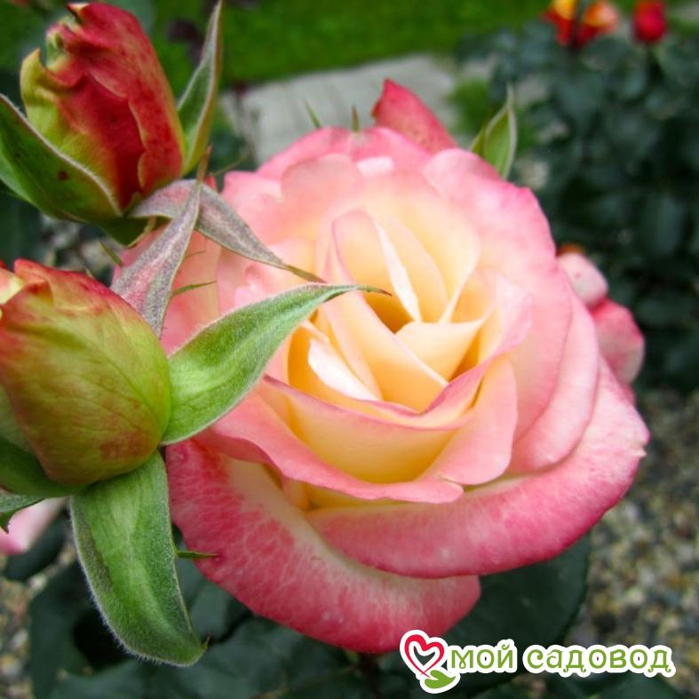 Роза Белла Перл