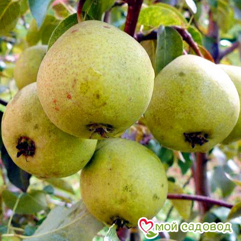 Груша Свердловчанка