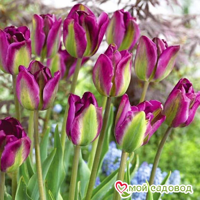 Тюльпан Вайолет Берд (ЗЕЛЕНОЦВЕТНЫЙ)