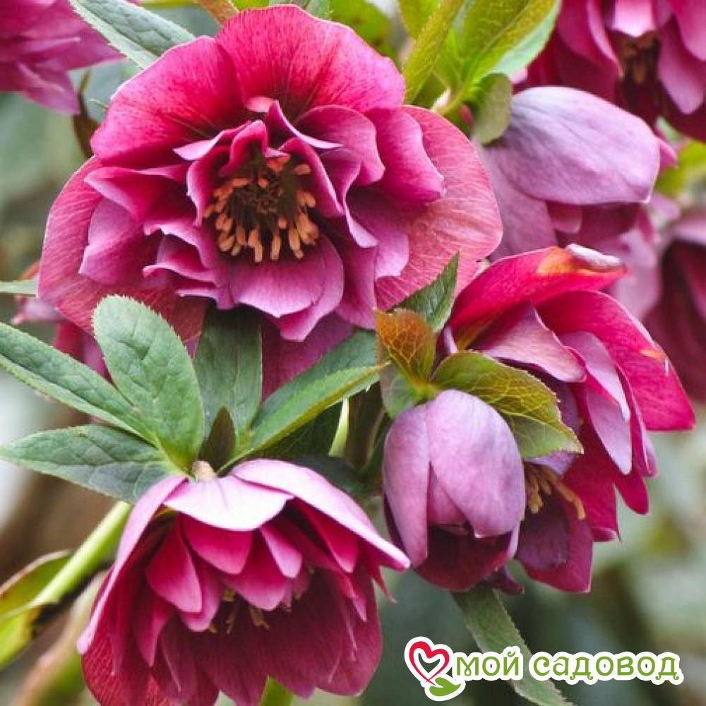 Морозник восточный Дабл Эллен Ред