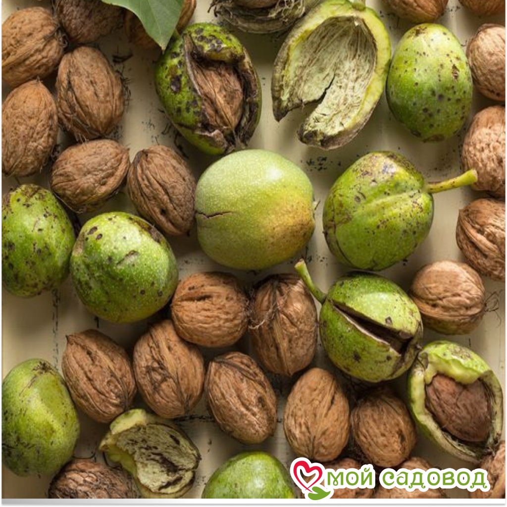 Грецкий Орех Кочерженко